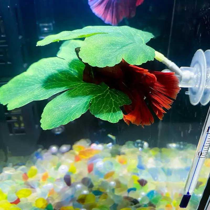 Planted Aquarium Betta - Hamak z liści do akwarium dla