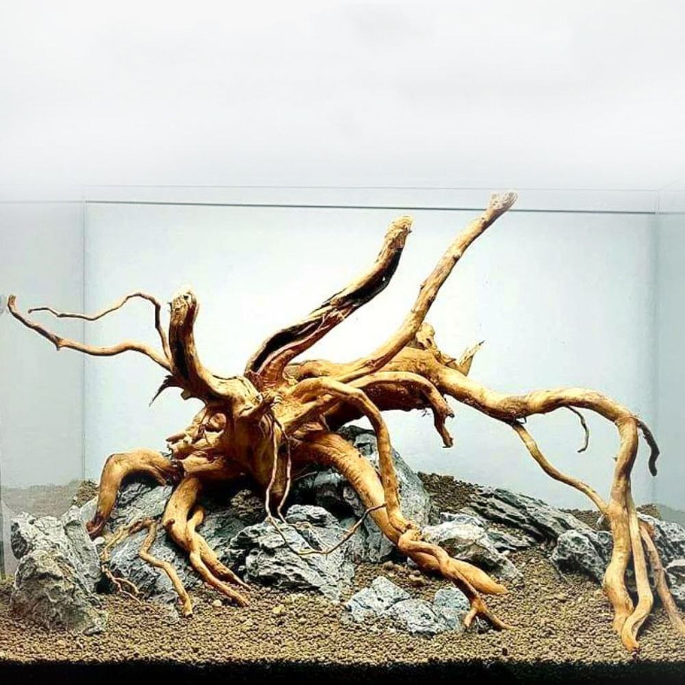 Planted Aquarium Media - Drewno do akwarium 20-25 cm, naturalny