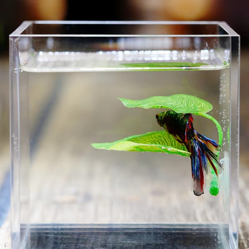 Planted Aquarium Betta - Rośliny do akwarium dla rybek Betta,