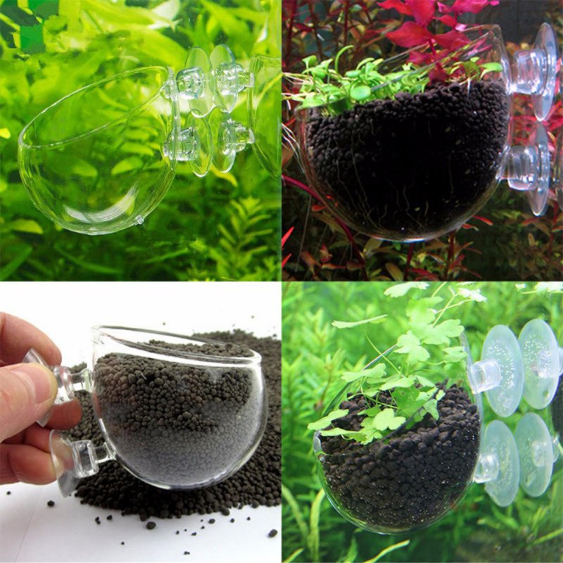 Aquarium Plant Seeds - Wisząca roślinka do akwarium szklany Cylinder