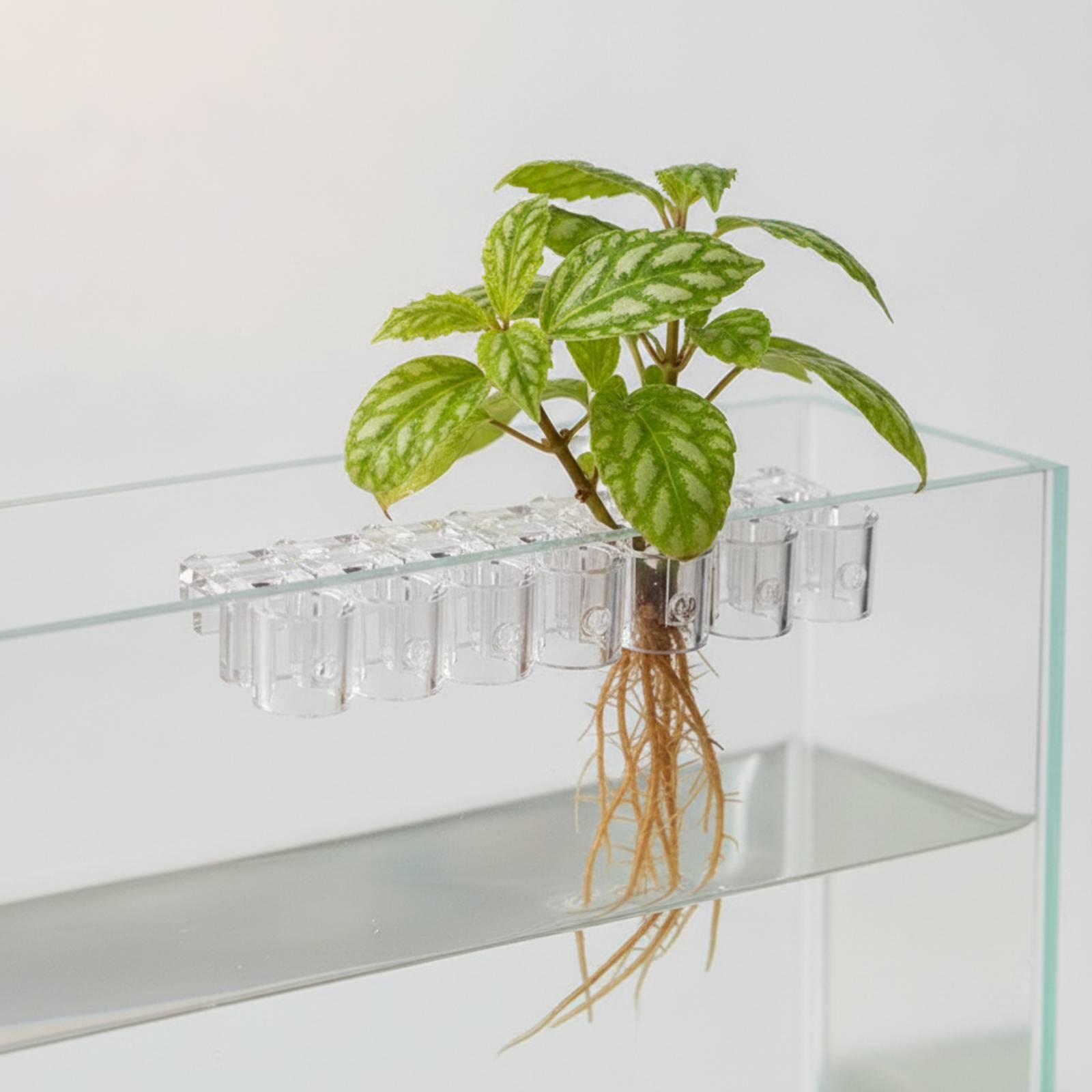 6 sztuk przezroczystych klipsó – Aquarium Planting recenzja i cena