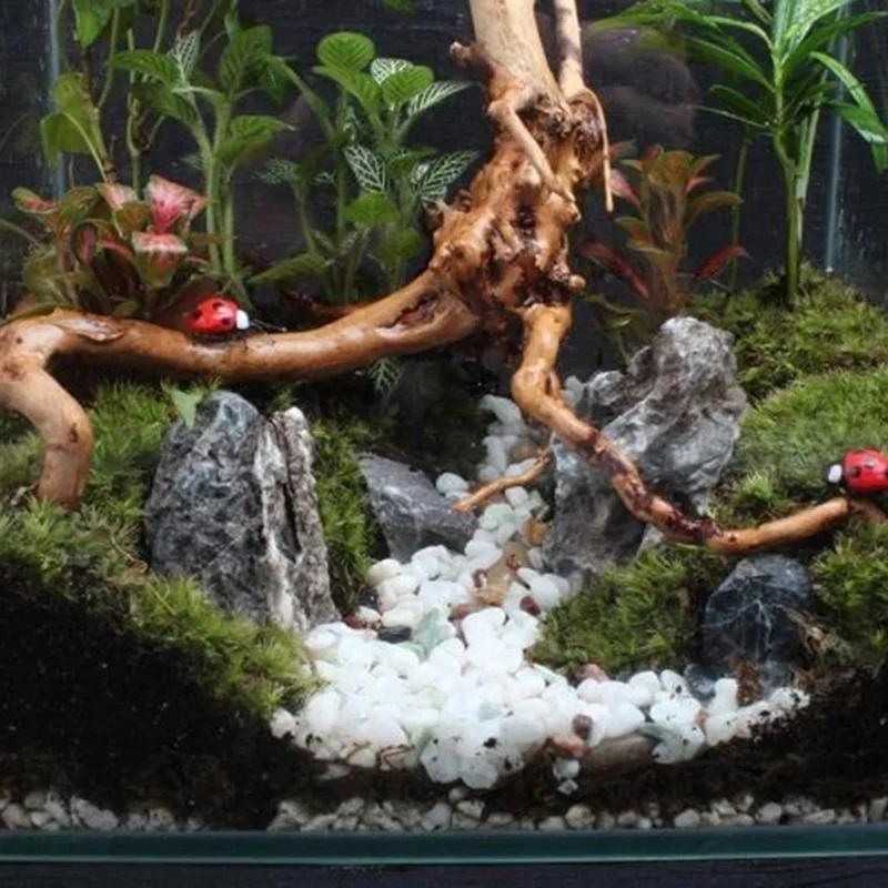 Naturalne drzewo pnia Driftwoo – Planted Aquarium Media recenzja i cena