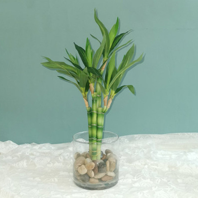 Nowy 40cm rFtificial Lucky Bam – Aquarium Planted Tank recenzja i cena