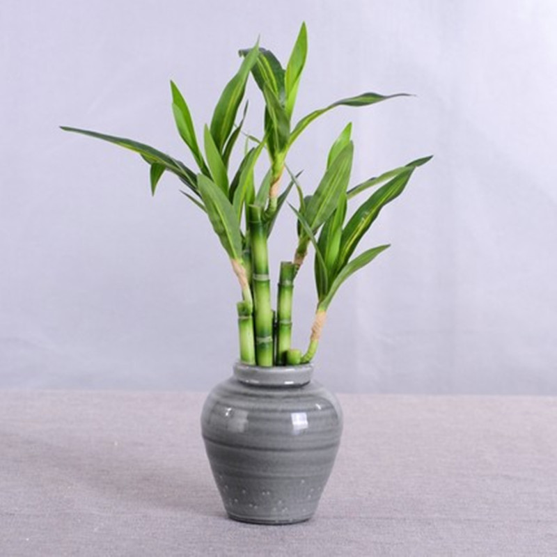 Nowy 40cm rFtificial Lucky Bam – Aquarium Planted Tank recenzja i cena