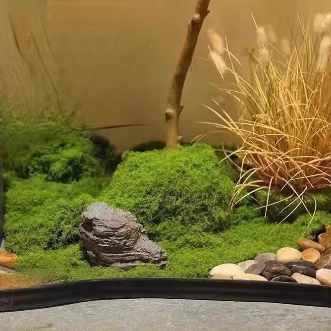 200g Mech Wiecznego Życia DIY  – Aquarium Plant Seeds recenzja i cena