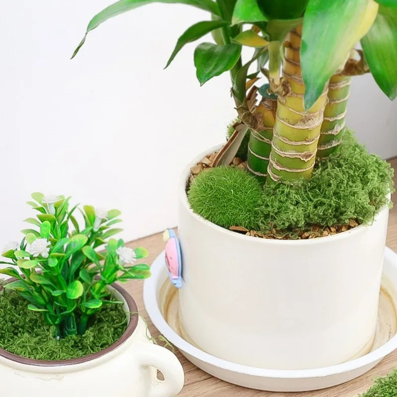 30/300G Sztuczny Realistyczny  – Aquarium Plant Seeds recenzja i cena