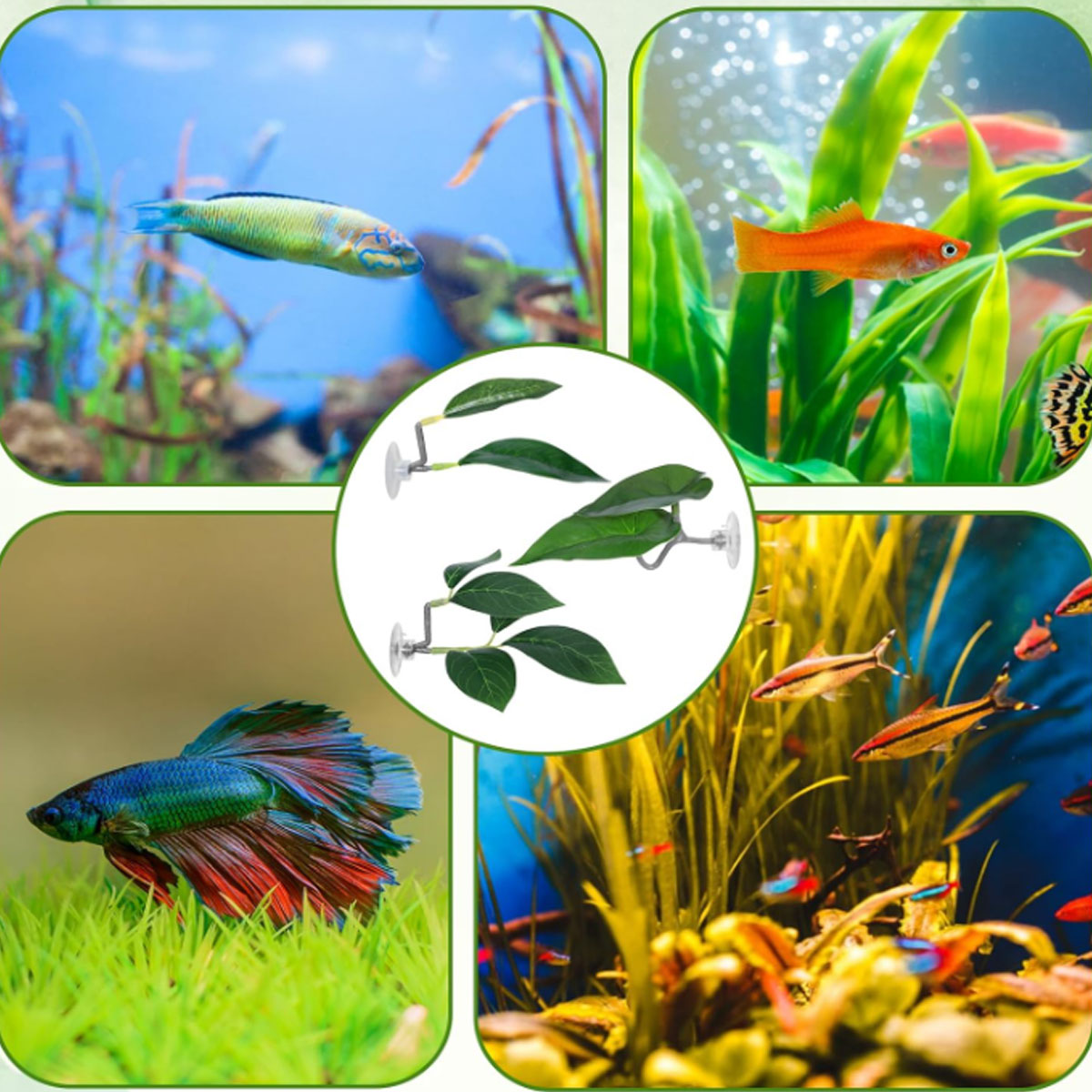 Hamak dla rybki Betta, miękki  – Planted Aquarium Betta recenzja i cena