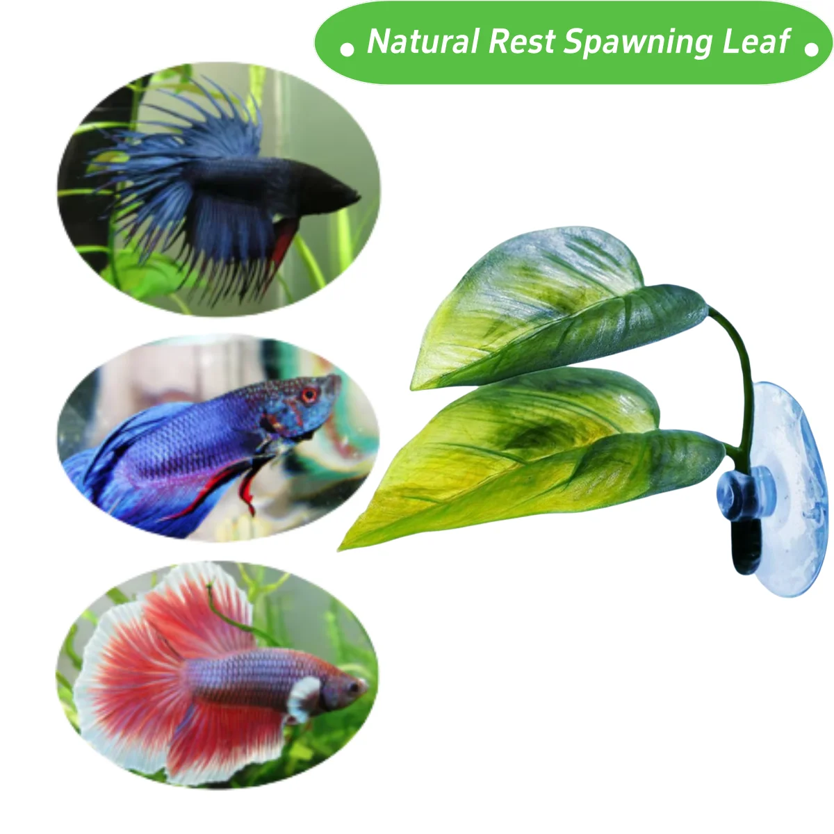 Dekoracje do akwarium dla ryb, – Planted Aquarium Betta recenzja i cena