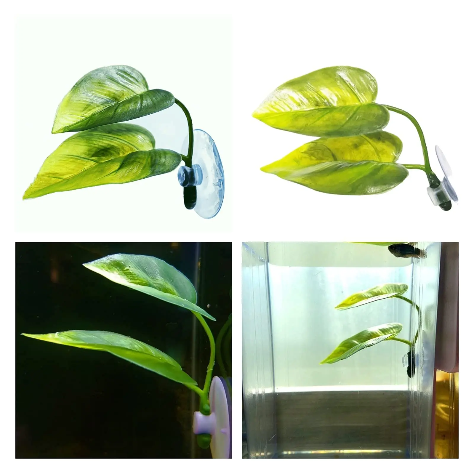 Dekoracje do akwarium dla ryb, – Planted Aquarium Betta recenzja i cena