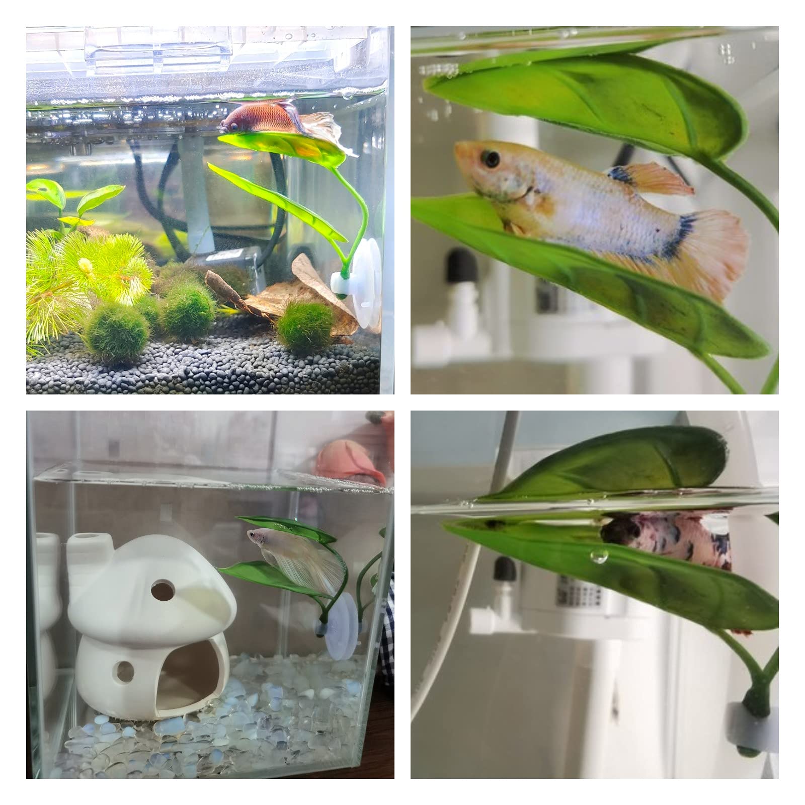Dekoracje do akwarium dla ryb, – Planted Aquarium Betta recenzja i cena