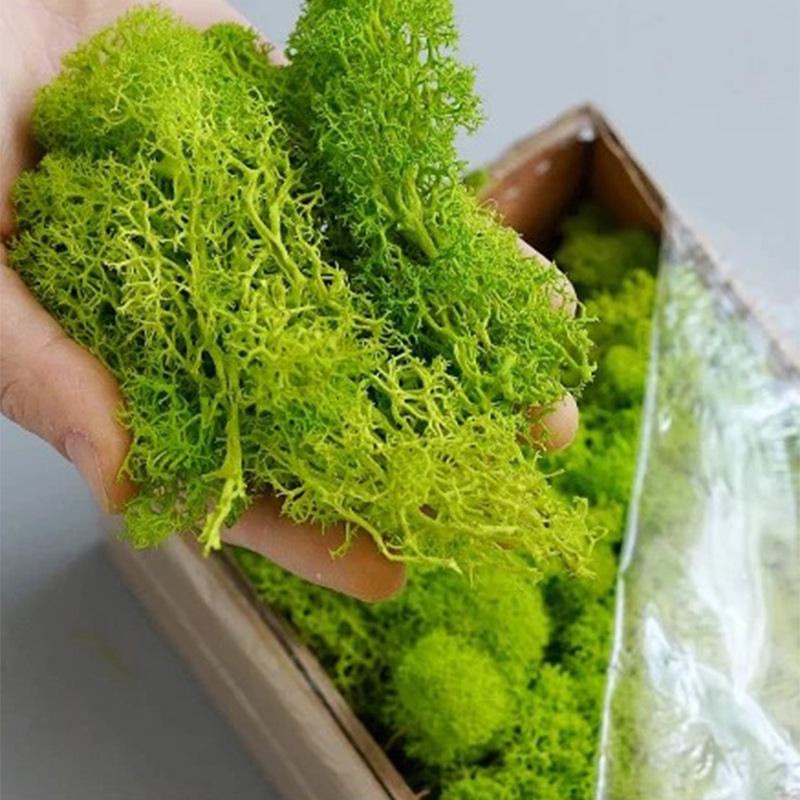 200g Sztuczne rośliny zielone  – Aquarium Plant Seeds recenzja i cena