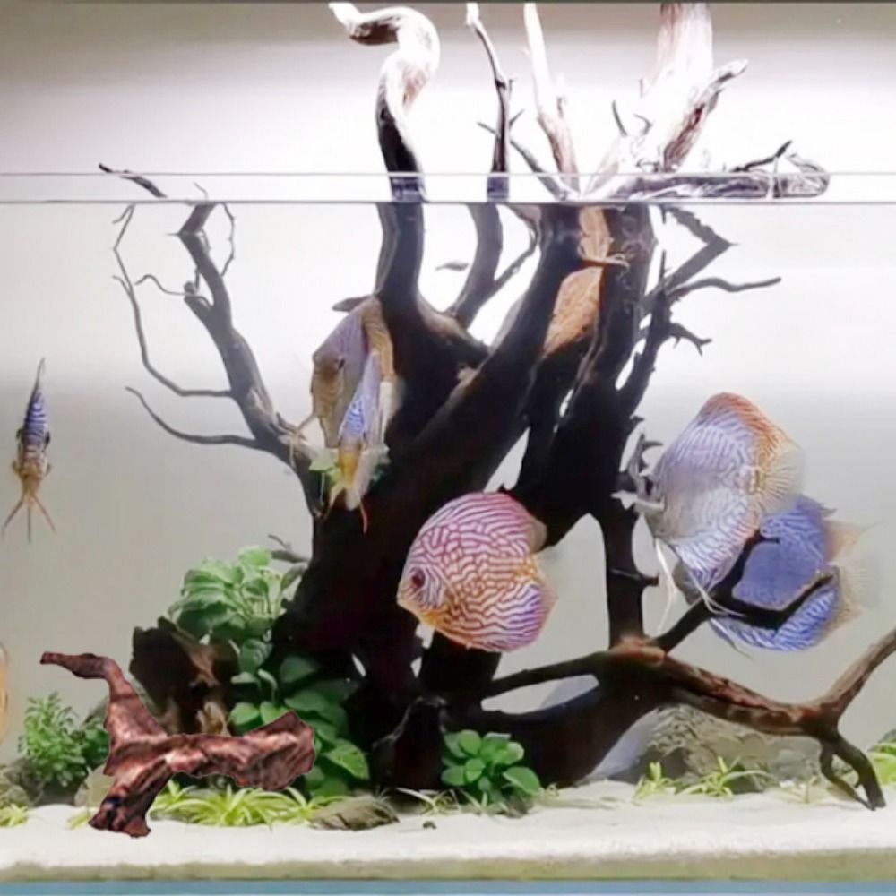 Kreatywne, nieregularne kształ – Planted Aquarium Media recenzja i cena