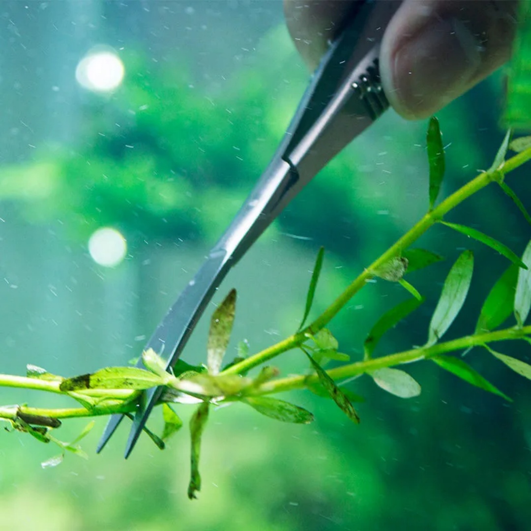 Zakrzywione proste nożyce sprę – Aquarium Plant Utensils recenzja i cena