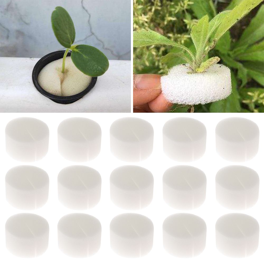 10/50 szt. Wytrzymałe tacki do – Aquarium Plant Seeds recenzja i cena
