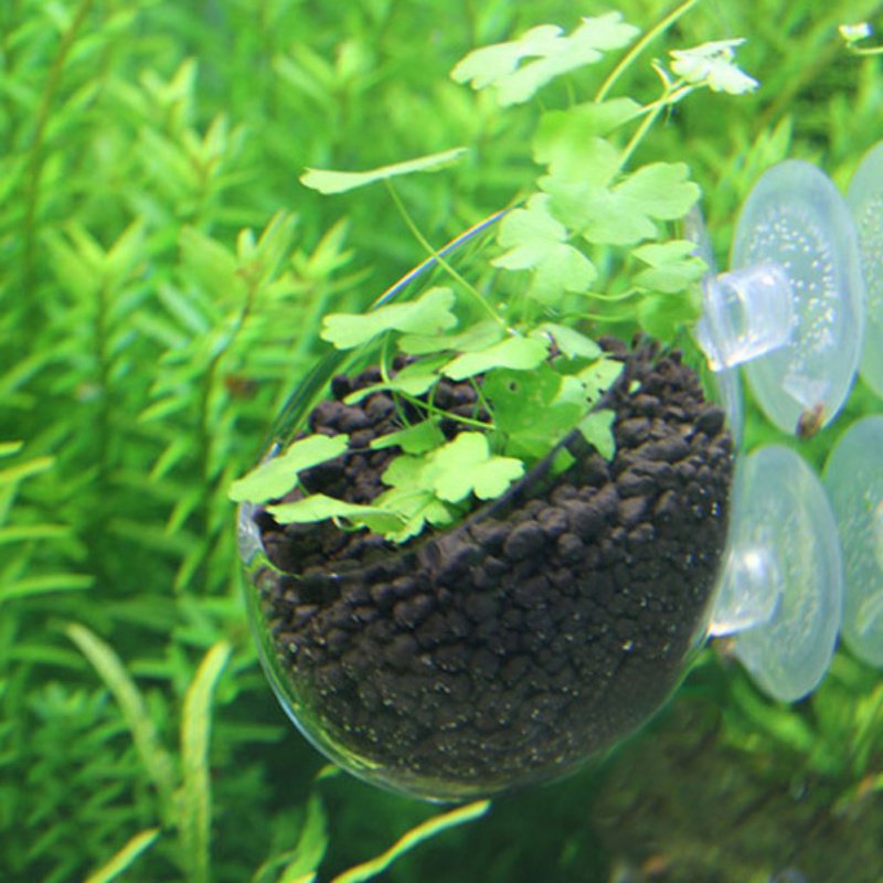 Wisząca roślinka do akwarium s – Aquarium Plant Seeds recenzja i cena