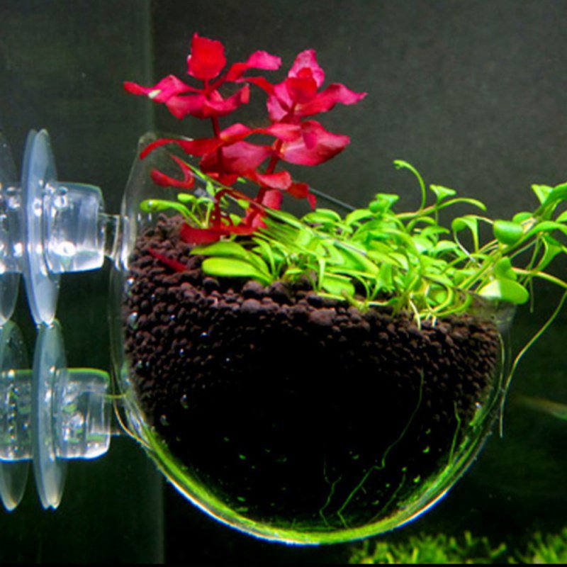 Wisząca roślinka do akwarium s – Aquarium Plant Seeds recenzja i cena